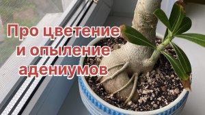 Сегодня весь день опыляю, режу, прививаю свои адениумы. Планы на них у меня есть. 17 июля 2024 г.