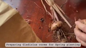 🧡🌸♥️ Preparing Gladiolus Corms for Spring Planting