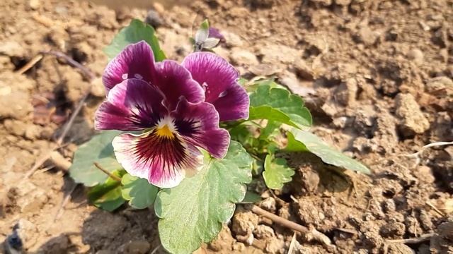 ПЕРВОЕ ВЕСЕННЕЕ ЦВЕТЕНИЕ В МОЕМ САДУ