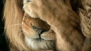 Кошка, спасшая человечество