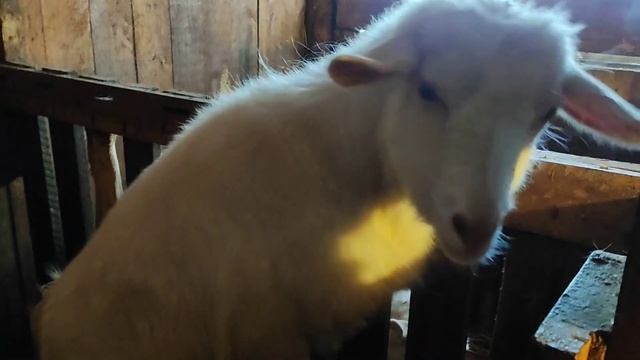 Минусы нашего козовника зимой. Инфракрасный обогреватель. Убавляю поголовье... смотреть онлайн