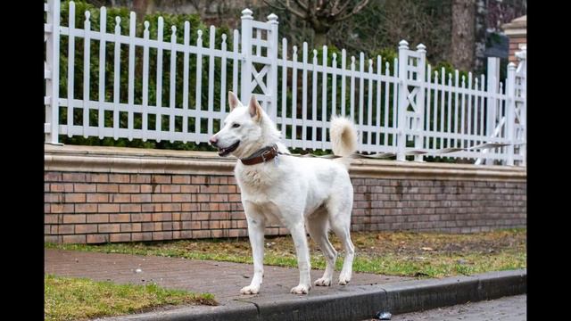Аспен Спокойный, любит долгие прогулки смотреть онлайн