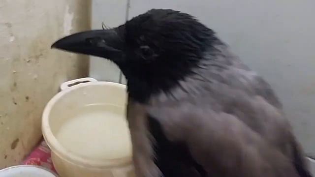 ПЕРВЫЙ ДЕНЬ ОСЕНИ С КАРЛУШЕЙ... 1 9 19... смотреть онлайн