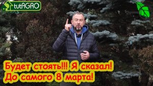 НИ В КОЕМ СЛУЧАЕ НЕ СТАВЬТЕ НОВОГОДНЮЮ КРАСАВИЦУ В КВАРТИРЕ, ЕСЛИ У ВАС В ДОМЕ РАБОТАЕТ ЭТОТ ПРИБОР!