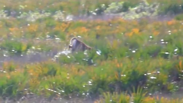 WILDLIFE IN ACTION ~ FLORIDA смотреть онлайн