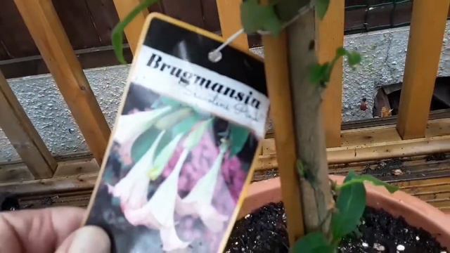 Brugmansia / Datura / Angel's Trumpets introduction. смотреть онлайн