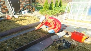 два способа весь процесс посадки озимого чеснока с мульчей из листьев и без мульчи