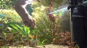 Возвращаем аквариумные растения на воздух!