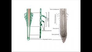Корневая система растений.