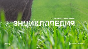 Энциклопедия лесовосстановления_5_Сеянцы