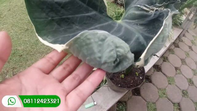 Harga Dan Cara Merawat Keladi Tikus Varigata Mickey Mouse Nama Asli Caladium sp