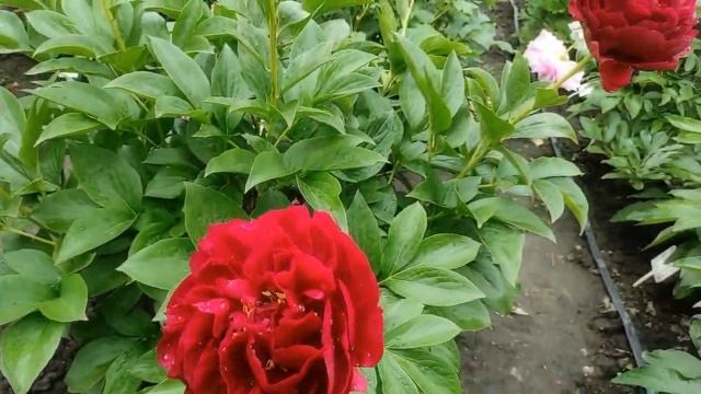 Пион OLD FAITHFUL (Олд Фейтфул ) смотреть онлайн