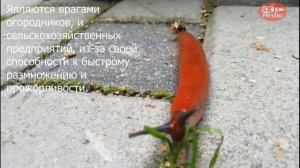Красный придорожный или испанский слизень в Москве и московской области