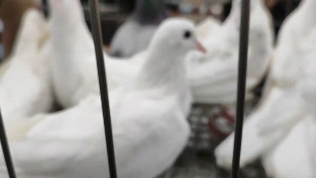 9.03.2024 г Голубиный рай, Птичий Рынок Садовод 1 часть! смотреть онлайн