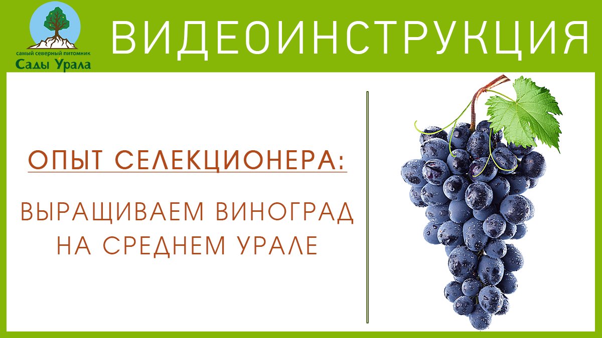 Опыт селекционера: выращиваем виноград на Среднем Урале