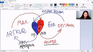ЗАПОМИНАЕМ КРУГИ КРОВООБРАЩЕНИЯ ЧЕЛОВЕКА