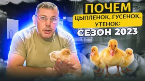 Цена на молодняк и яйцо сельхоз птицы. Сезон 2023. Регион 54. "Мое Подворье"