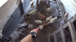 Молодка, похоже начала нестись..