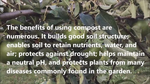 GROWING APPLE TREE IN CONTAINER ‘GRANNY SMITH’ BEAR A LOT OF FRUIT смотреть онлайн