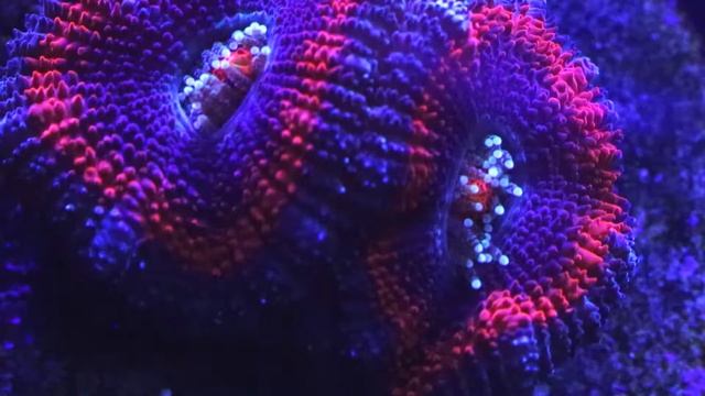 Acanthastrea Coral Care смотреть онлайн
