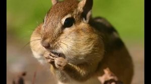 Колыма   Бурундук Тимошка