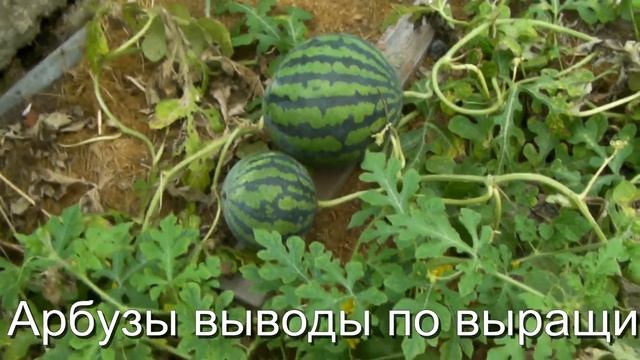 Сад и Огород, Дача - Арбузы Выводы по выращиванию сентябрь смотреть онлайн