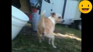 "ANIMALS FARTS"! FUNNY VIDEO! #1