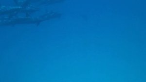 Дельфины рифа Сатайя, Марса Алам / Sataya Reef Dolphin House