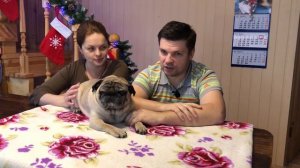 Порода собак мопс, характеристики, описание, отзывы, плюсы и минусы породы.