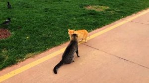 ЗЛЫЕ КОТЫ БЬЮТ СОБАК. КОТЭ БОИ БЕЗ ПРАВИЛ. РЕСЛИНГ. ДРАКИ КОТОВ 2021. ПОДБОРКА III - CAT Fighting