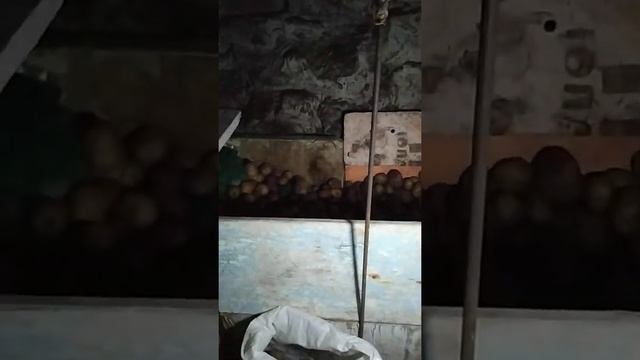 ОВОЩНАЯ ЯМА - хороший холодильник / Запасы провизии смотреть онлайн