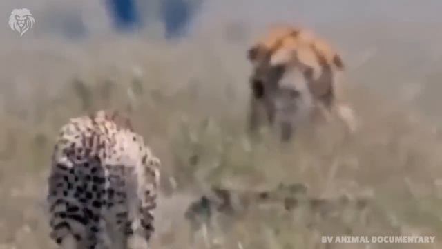 Angry Lion kills Cheetah in split seconds, Wild Animals Attack смотреть онлайн