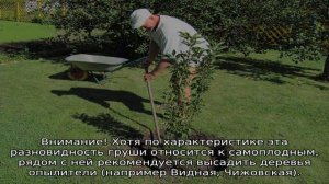 Груша Рогнеда — описание сорта