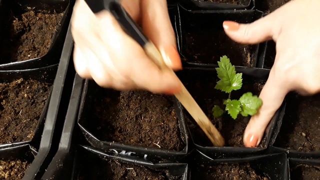 Размножение ежевики и малины часть 3 смотреть онлайн