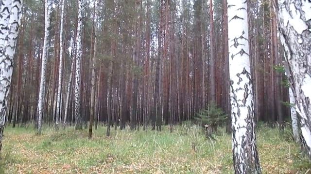 MVI 0164 ОСЕННИЙ ЛИСТОПАД смотреть онлайн