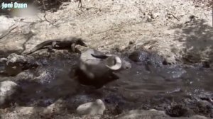 Варан в Деле / Комодский Варан против Змеи, Буйвола, Кабана, Оленя...