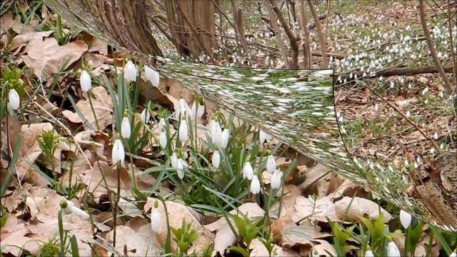 Galanthus nivalis - Sněženka podsněžník смотреть онлайн