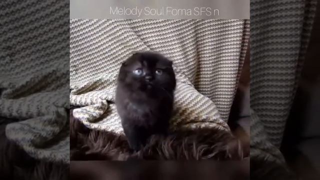 Скоттиш фолд черный окрас. Шотландские котята питомник Мелоди Соул. Продажа