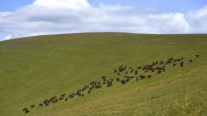 В Кавказском заповеднике увеличилась популяция зубров