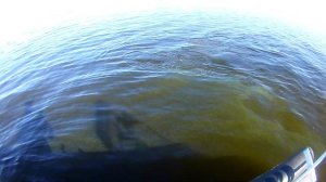 Рыбалка на судака и сома на перемёт