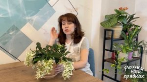 Клеродендрум Шикарное цветение Уход в домашних условиях