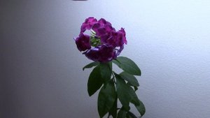 Мои комнатные растения. Флоксы