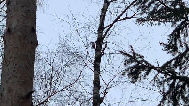 Дятел на берёзе . Зима . смотреть онлайн