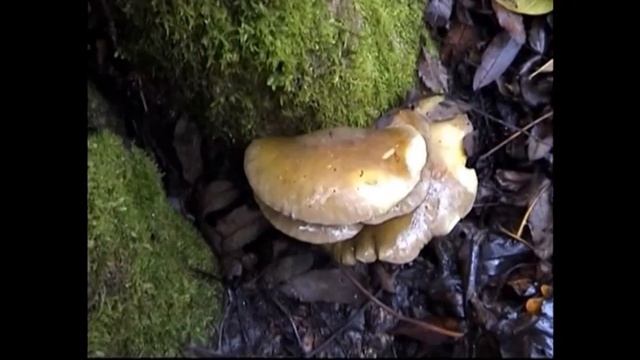 Грибы вешенки в лесу, как растут. смотреть онлайн