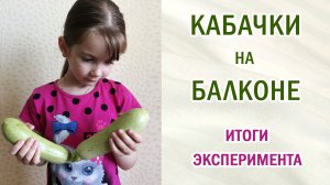 Кабачки на балконе. Урожай. Выводы. #выращивание #урожай #семена