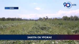В Таласской области из-за высокой влажности желтеют листья фасоли
