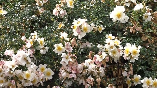 Rosa var. Sonnenroschen смотреть онлайн