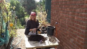 Growing TONS Of Ginger in Containers Harvest Tips Planting Storing How To Grow Easy in Flower Pots