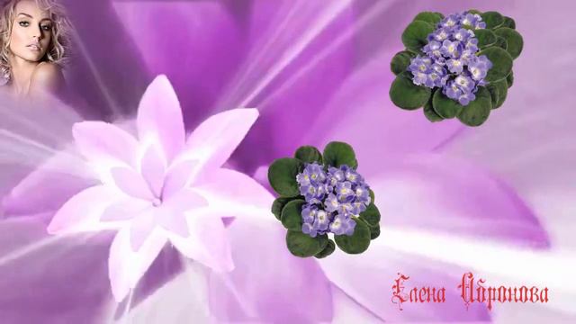 Фиалка алая смотреть онлайн