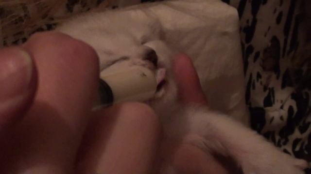 У кошки не хватает молока на котят смотреть онлайн